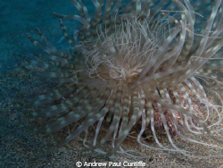 Anemone in the waters around Lanzarote using Casio z85 wi... by Andrew Paul Cunliffe 